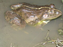 Hoplobatrachus tigerinus
