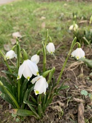 Leucojum vernum