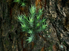 Tillandsia tricholepis