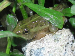 Hoplobatrachus tigerinus