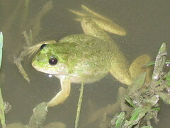 Euphlyctis cyanophlyctis