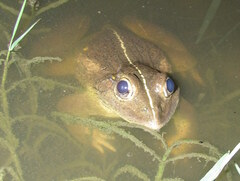 Hoplobatrachus tigerinus