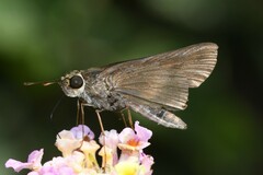 Panoquina ocola