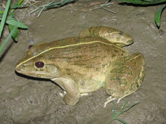 Hoplobatrachus tigerinus