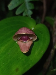 Pleurothallis palliolata