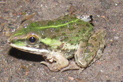 Hoplobatrachus tigerinus