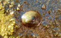 Ancylus fluviatilis