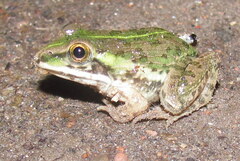 Hoplobatrachus tigerinus
