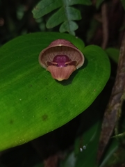 Pleurothallis palliolata