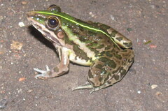 Hoplobatrachus tigerinus