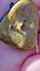 Ancylus fluviatilis