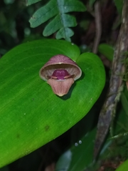 Pleurothallis palliolata