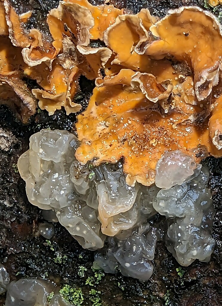 Crystal Brain Fungus from Clermont Co., Ohio, USA on January 25, 2023