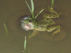 Euphlyctis cyanophlyctis