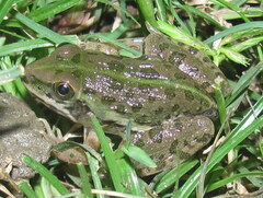 Hoplobatrachus tigerinus