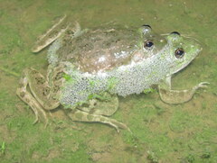 Euphlyctis cyanophlyctis