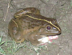 Hoplobatrachus tigerinus