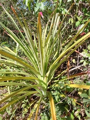 Bromelia pinguin