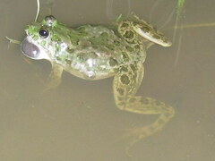 Euphlyctis cyanophlyctis