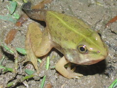 Hoplobatrachus tigerinus