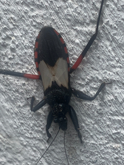 Microtomus purcis