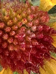 Gaillardia aristata