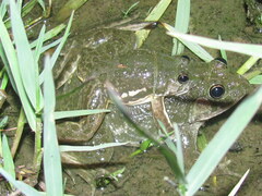 Euphlyctis cyanophlyctis