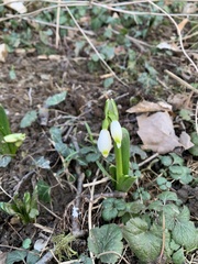 Leucojum vernum