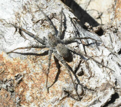 Pardosa mercurialis