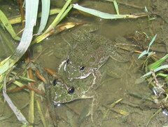 Euphlyctis cyanophlyctis