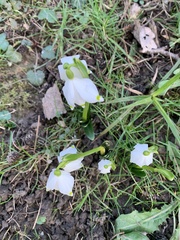 Leucojum vernum