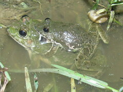 Euphlyctis cyanophlyctis