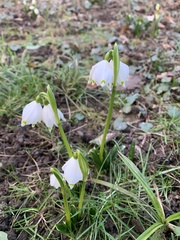 Leucojum vernum