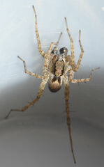 Pardosa milvina
