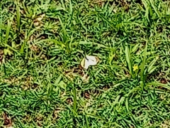 Eurema elathea