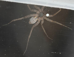 Pardosa milvina