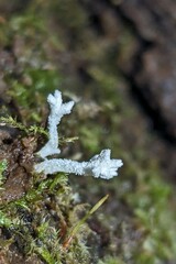 Cordyceps tenuipes
