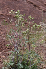 Chaenactis douglasii douglasii