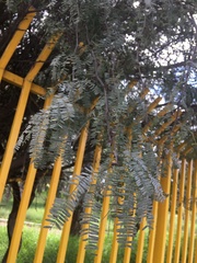 Vachellia schaffneri