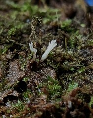 Cordyceps tenuipes