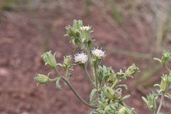 Chaenactis douglasii douglasii