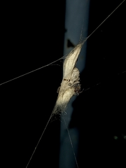 Alpaida veniliae