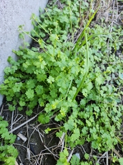 Ranunculus platensis