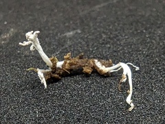Cordyceps tenuipes