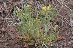 Mentzelia multiflora
