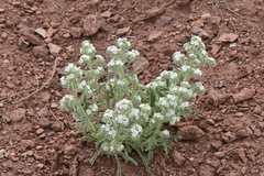 Oreocarya thyrsiflora