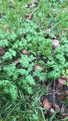 Anthriscus sylvestris