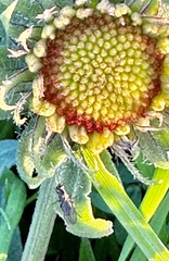 Closterotomus norwegicus