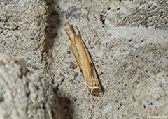 Crambus agitatellus