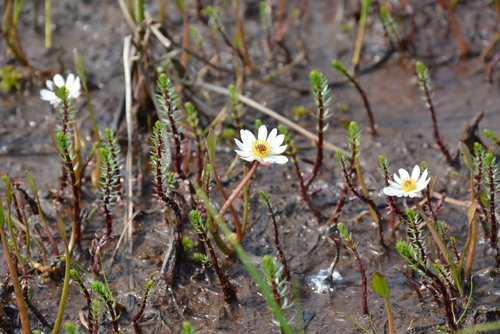 Image of Ranunculus pallasii by no rights reserved
